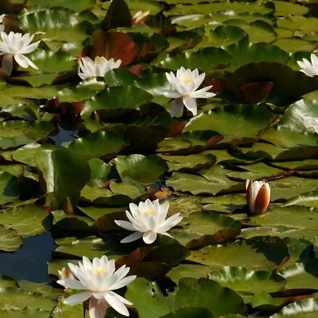 In Prachtige Hart Nederland